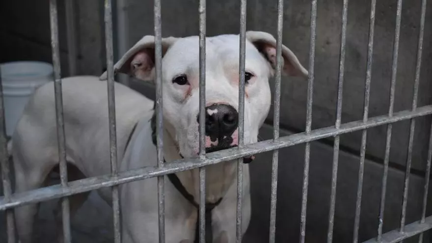 Herida grave una mujer en Almería al ser atacada por un perro de raza peligrosa