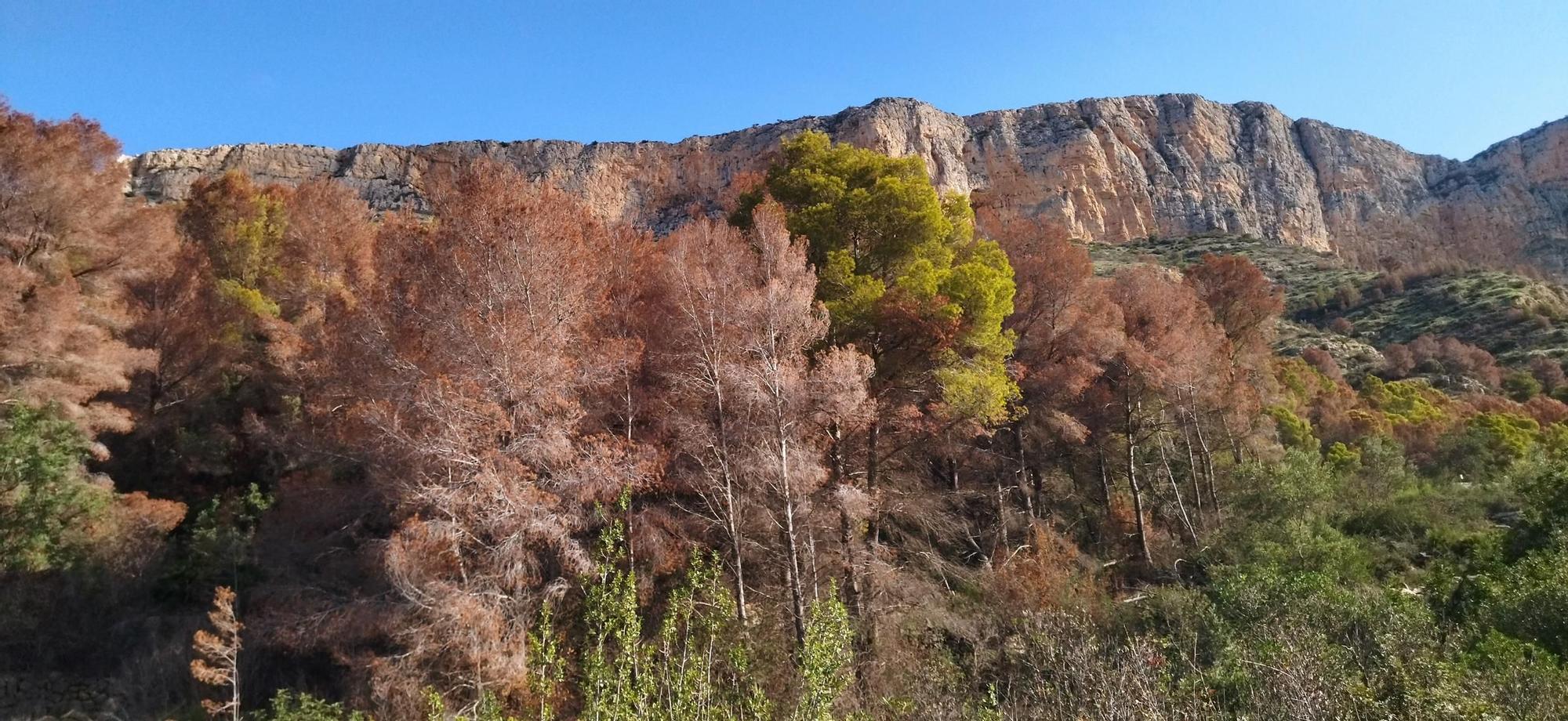 El Montgó, tras las lluvias: contraste entre el verde y el marrón de los pinos muertos