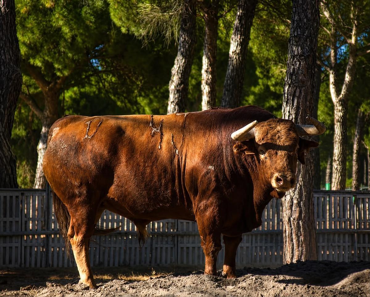 Morlaco de Torrestrella que se exhibirá el sábado 8 de agosto en la playa de Xilxes.