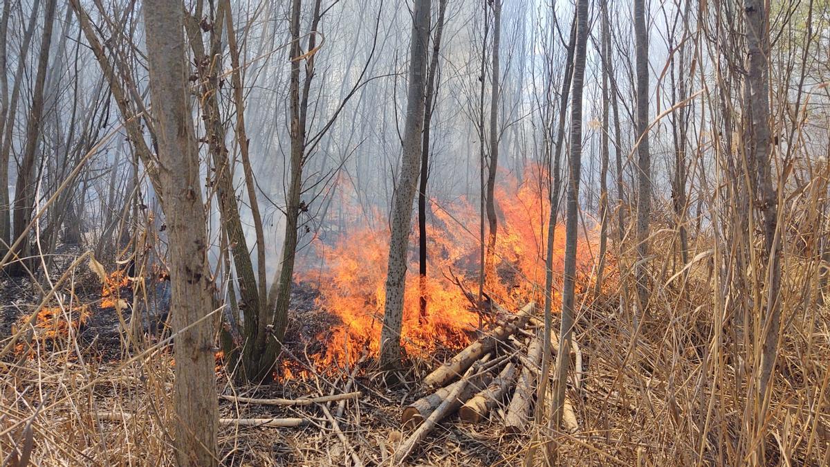 Incendi al bosquet de l'estany d'Ivars i Vila-sana