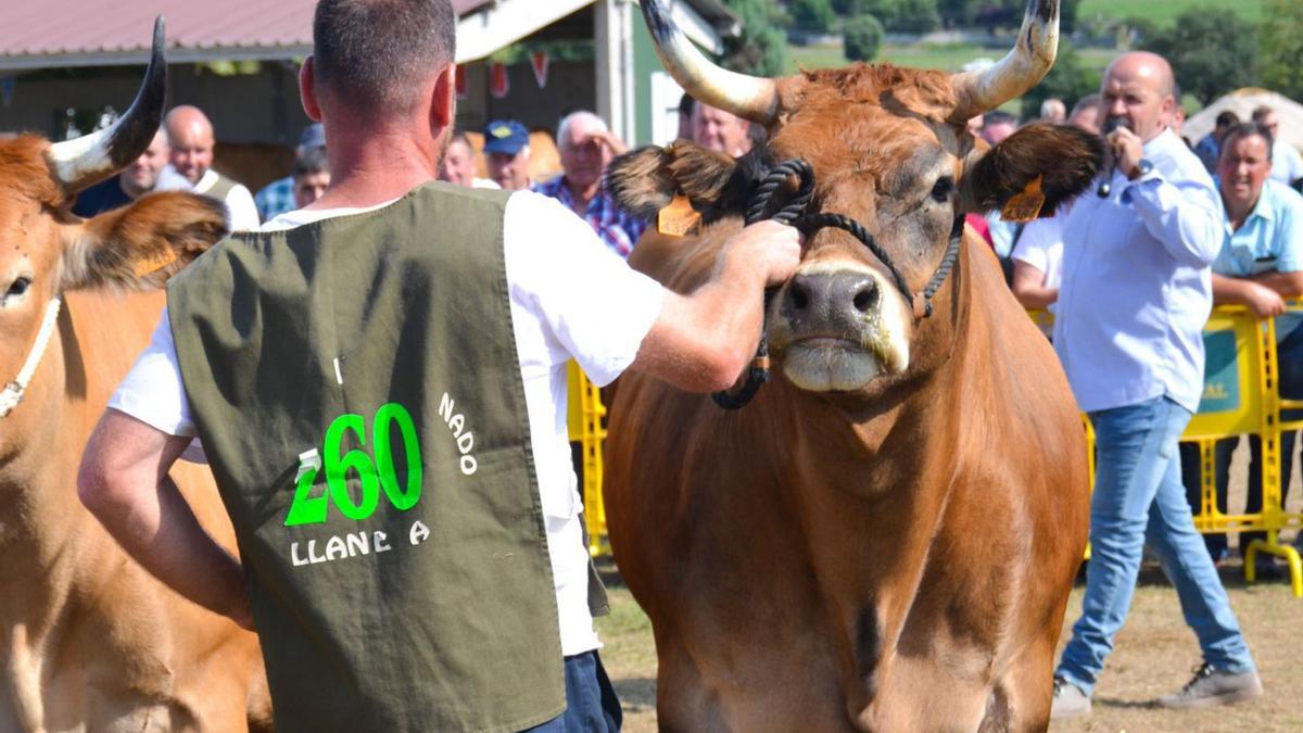 Una de las vacas participantes en la categoría de ternera asturiana de los valles tres años doble grupa. | Ana Paz Paredes