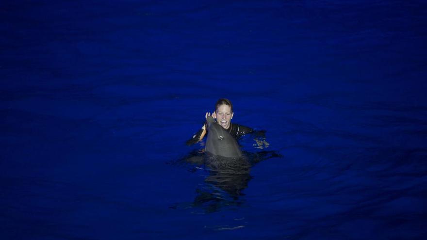 Danza, música  y delfines en el multitudinario estreno de las Noches de l´Oceanogràfic