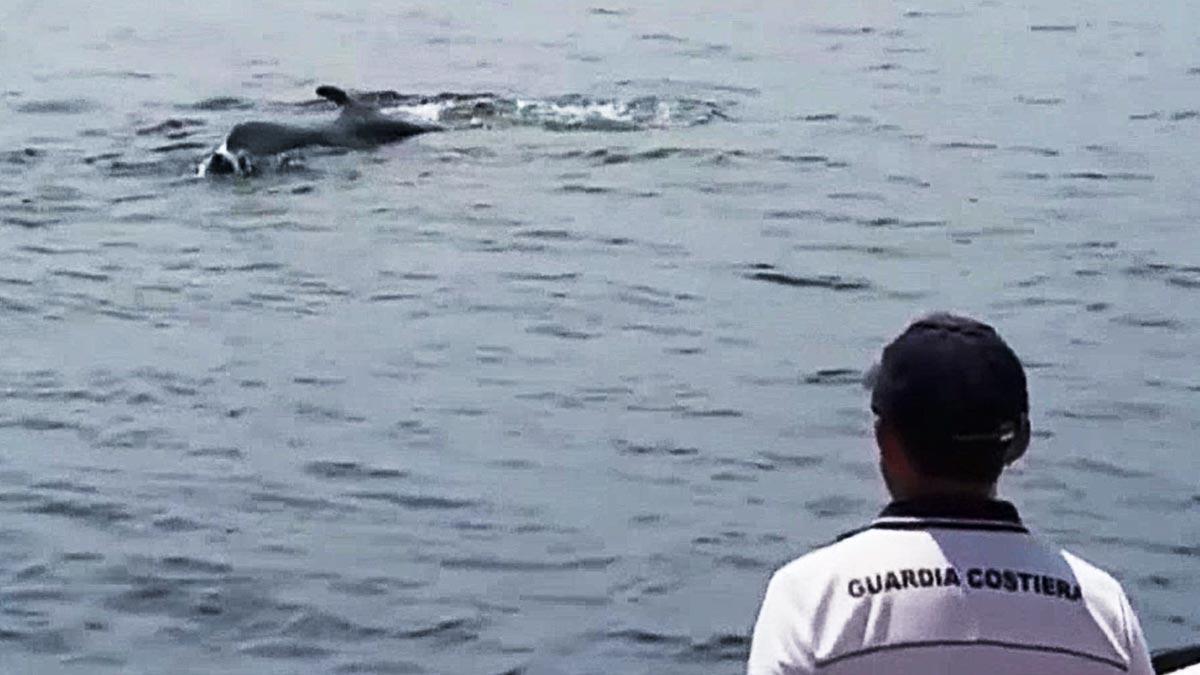 Avistada una ballena de 20 metros que vaga sin cola por la costa italiana