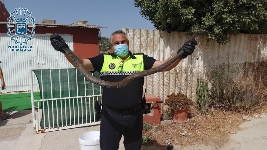 Un agente del Grupona de la Policía Local de Málaga con la culebra de más de metro y medio capturada en el cuartillo de un contador y liberada