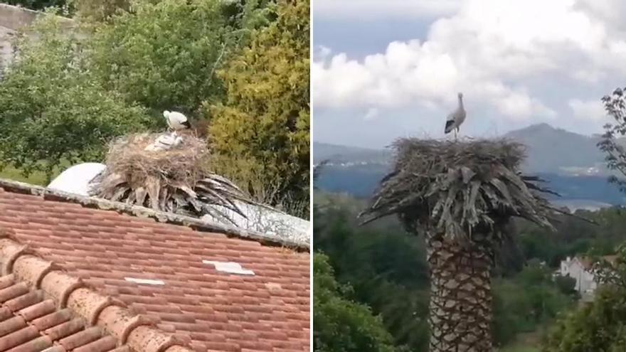 Las cigüeñas se empadronan en A Estrada