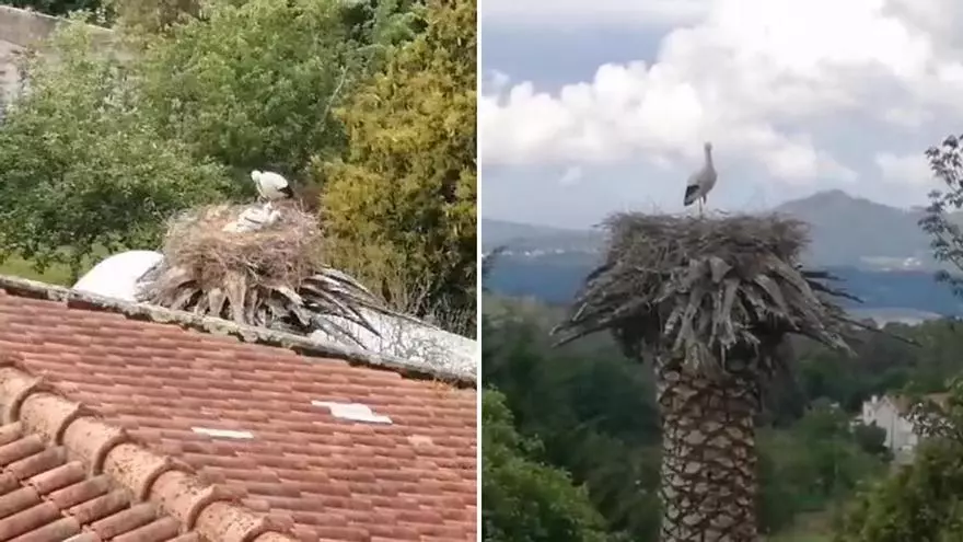 Dos cigüeñas anidan desde hace tres años en la finca de una vivienda de A Estrada