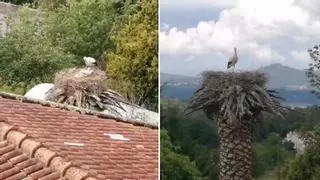 Las cigüeñas se empadronan en A Estrada