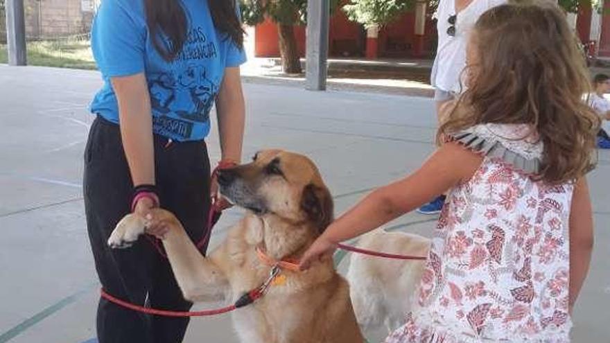 Una de las actividades realizadas con los perros del Refugio. // FdV