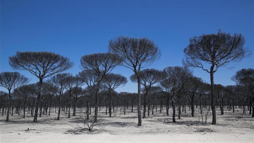 El Infoca da por controlado el incendio de Doñana