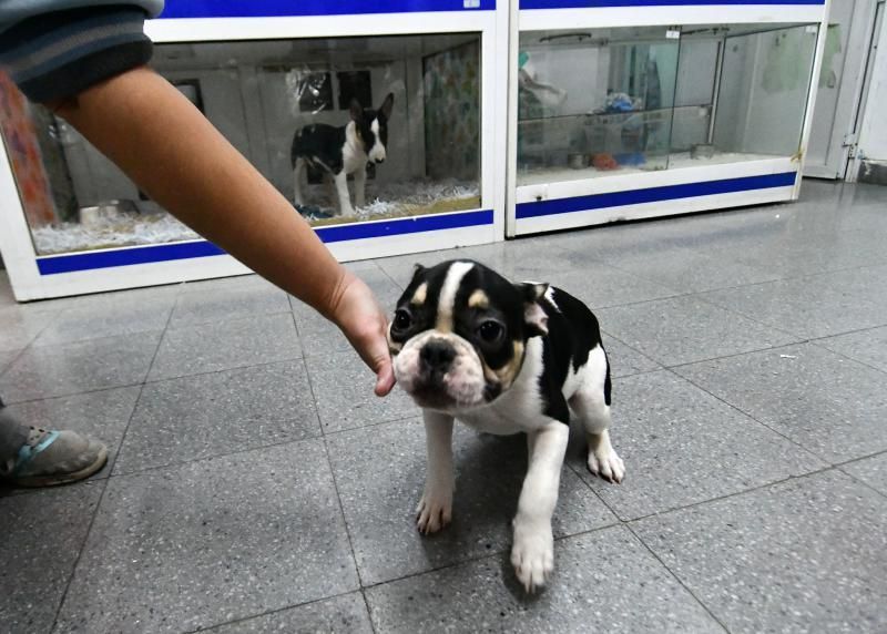 Perros en un escaparate en una tienda de San Grego