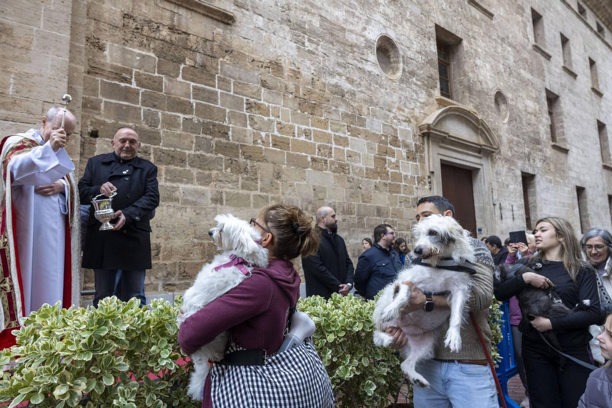 PALMA. BENEIDES DE PALMA 2026.