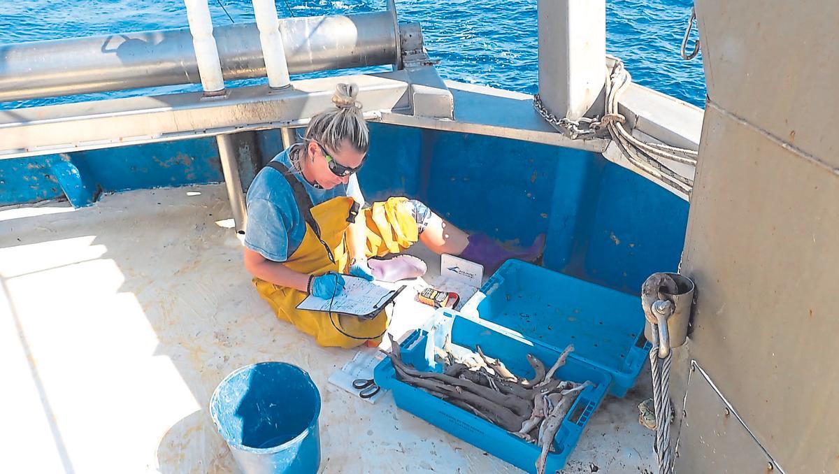 Una investigadora registra alevines de tiburón.