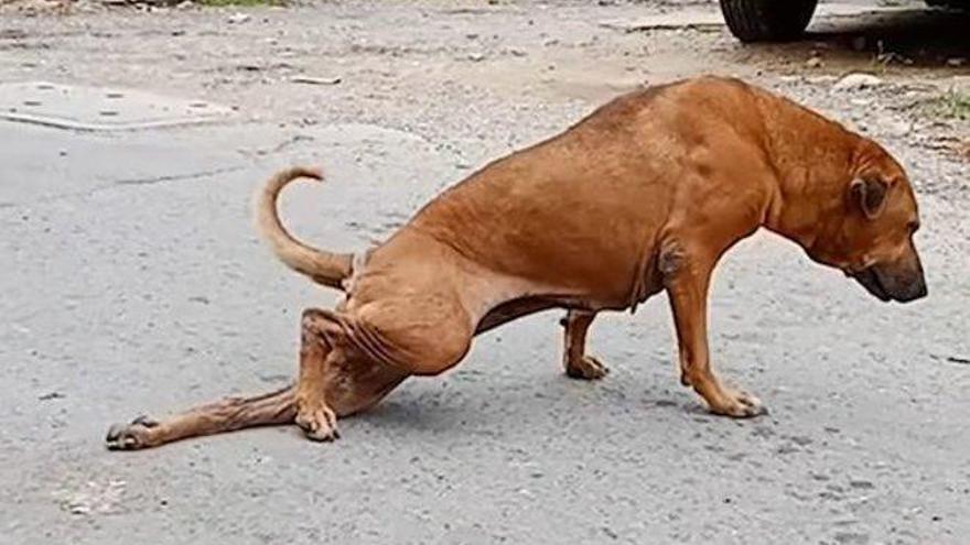 Una perra finge estar coja para llamar la atención de las personas y conseguir comida