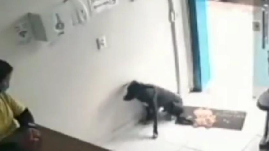 Entra dando pena en una clínica veterinaria: la conmovedora historia de un perro callejero