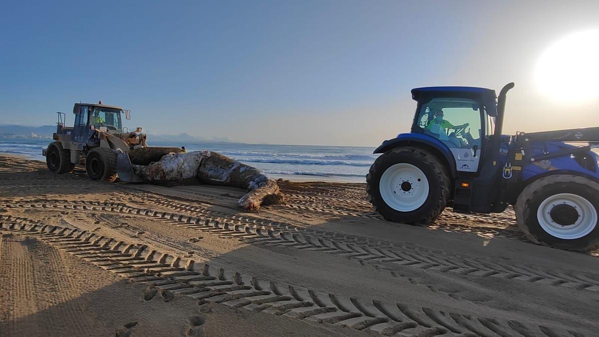 La ballena encontrada en la playa de El Altet