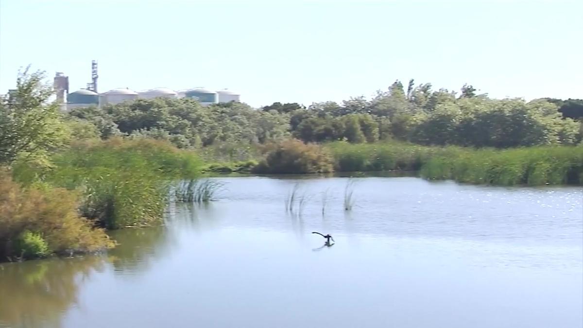 Cepsa celebra el XX aniversari de la restauració de La Laguna Primera de Palos