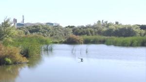 Cepsa celebra el XX aniversari de la restauració de La Laguna Primera de Palos