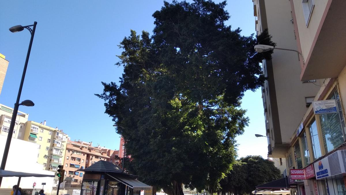 El ficus superviviente de la Explanada de la Estación.