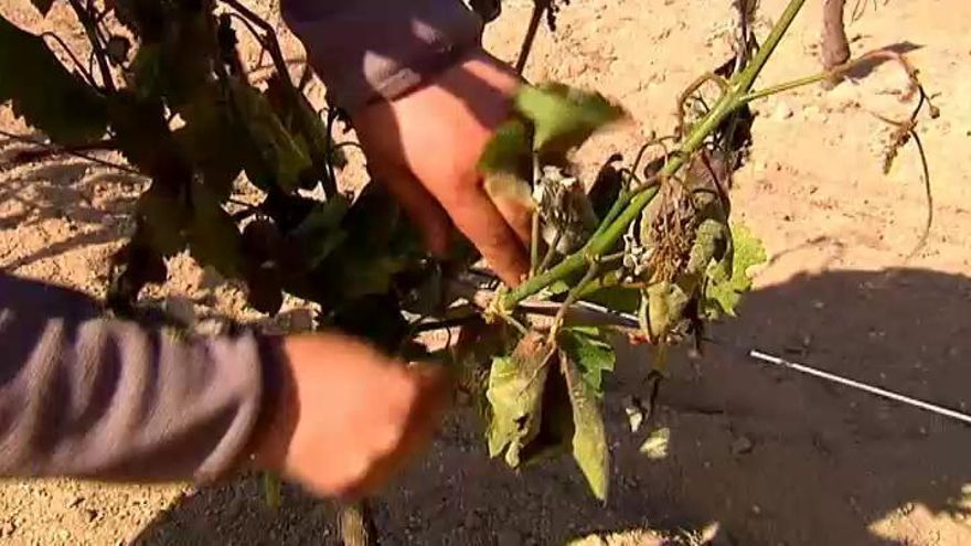 Las heladas provocan grandes daños en el campo