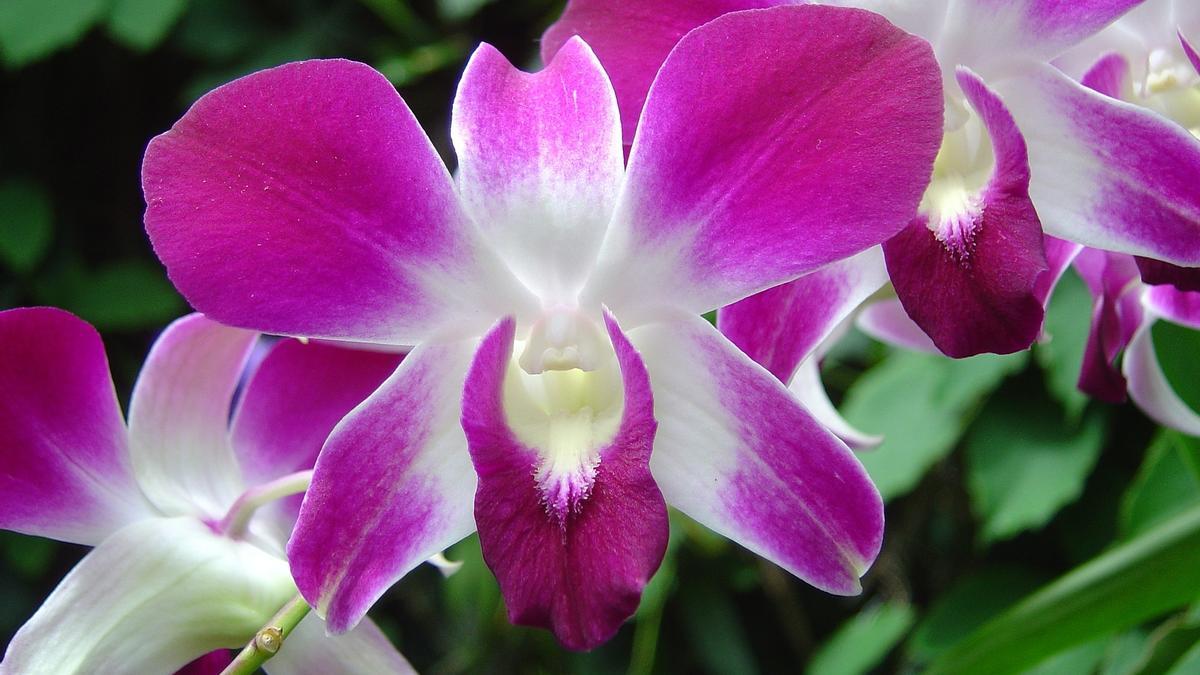 ORQUIDEA SALVAJE PLANTA | Las flores silvestres más bonitas que puedes  cultivar también en casa