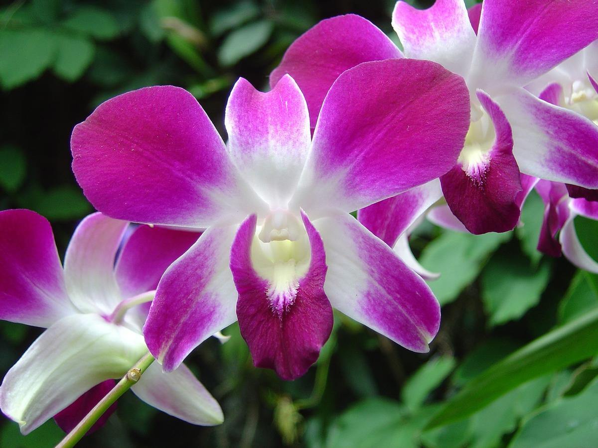 Una orquídea salvaje