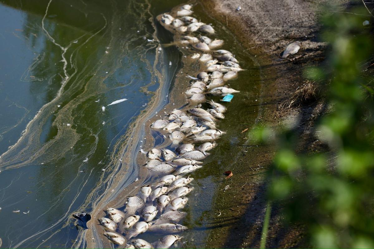 En imágenes | Los vecinos de Valdespartera alertan de la presencia de peces muertos en el lago Penélope Cruz En imágenes | Los vecinos de Valdespartera alertan de la presencia de peces muertos en el lago Penélope Cruz