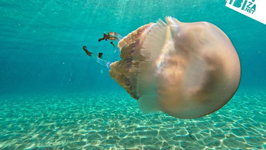 Un grupo de turistas se topa con una medusa de 40kg en Ibiza y se baña con ella