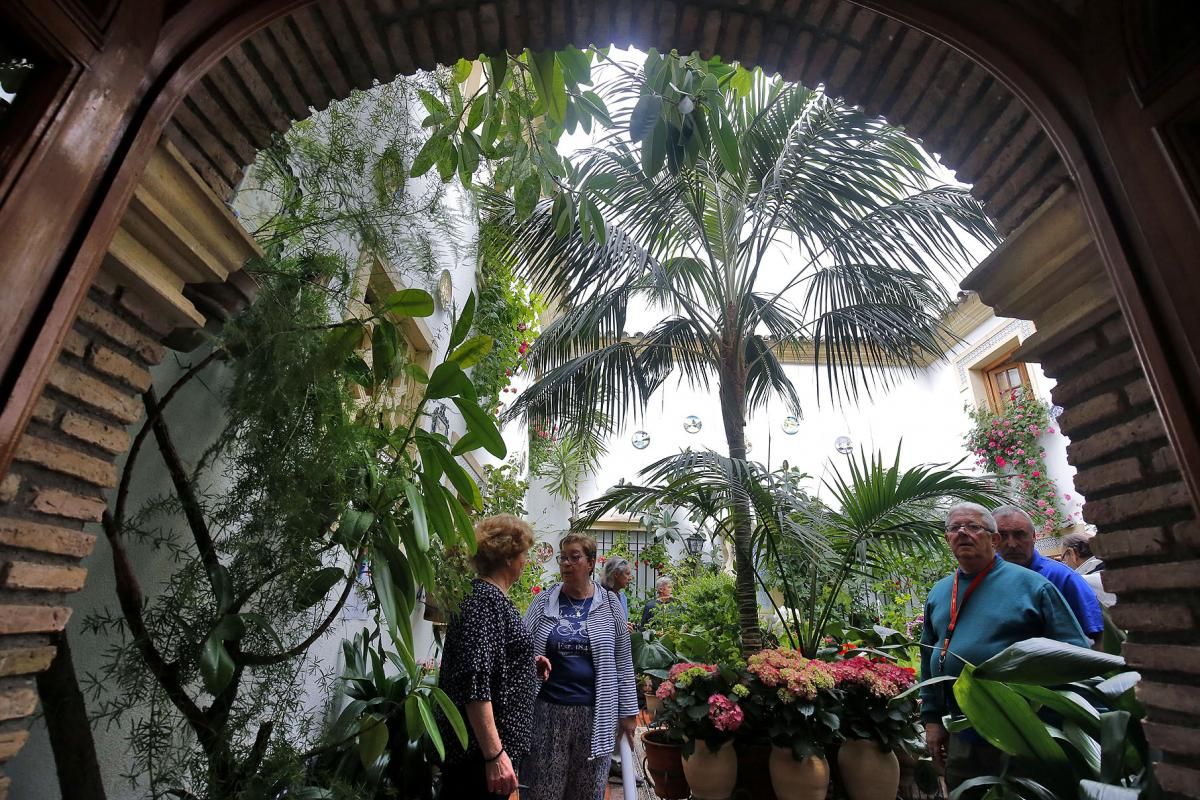 La kentia de Maese Luis, 9, premio a la Planta Singular del Concurso de Patios