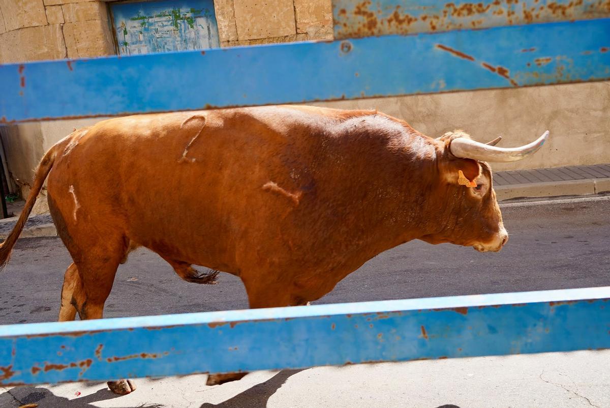 GALERÍA | Emoción y riesgo en el encierro de La Bóveda de Toro