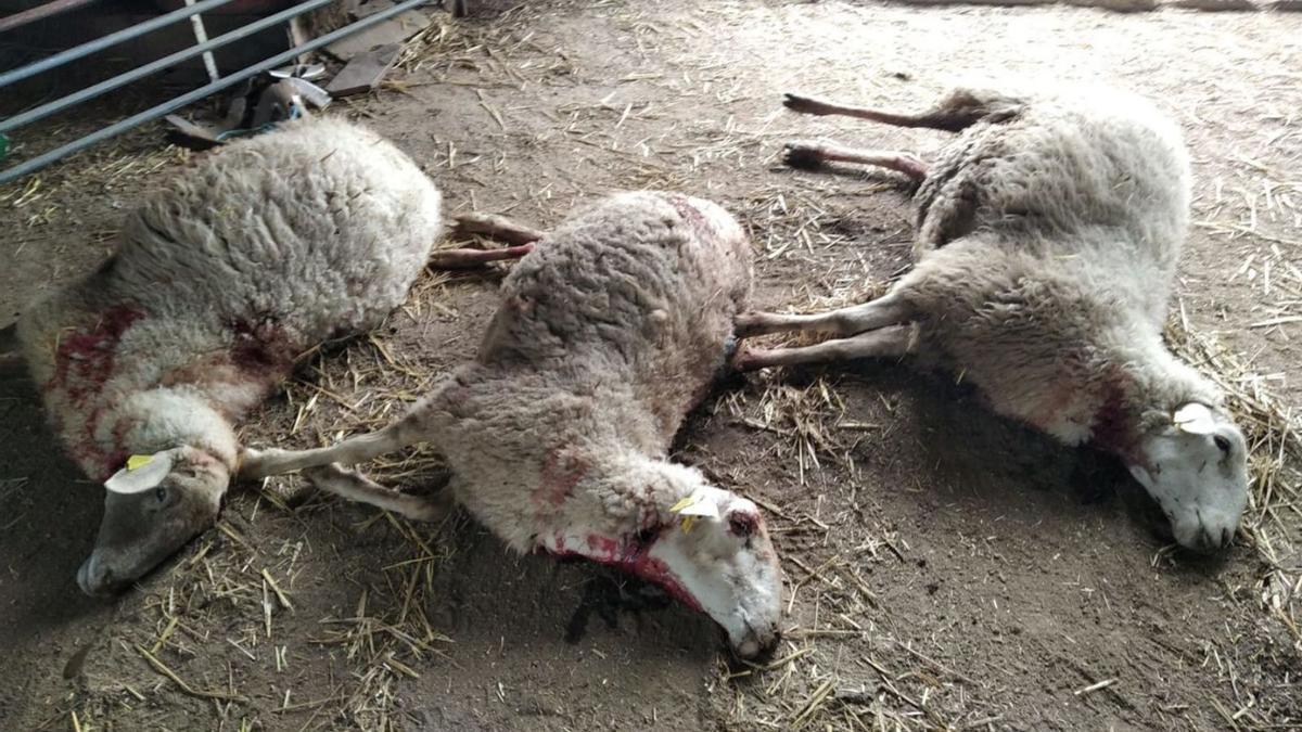 Sobre estas líneas, tres ovejas castellanas muertas y atacadas por el lobo en Villar del Buey, y debajo el ternero comido por el lobo en la Dehesa de La Albañeza. | |  CEDIDAS