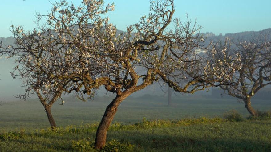 La Xylella afecta principalmente a almendros y viñas