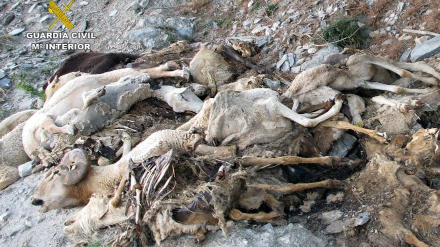 Hallan 42 cadáveres de ovejas y cabras en un barranco de Lorca