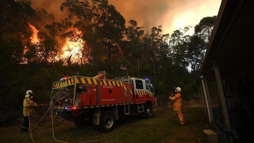 Los incendios forestales en Australia han provocado la muerte de 2.000 koalas