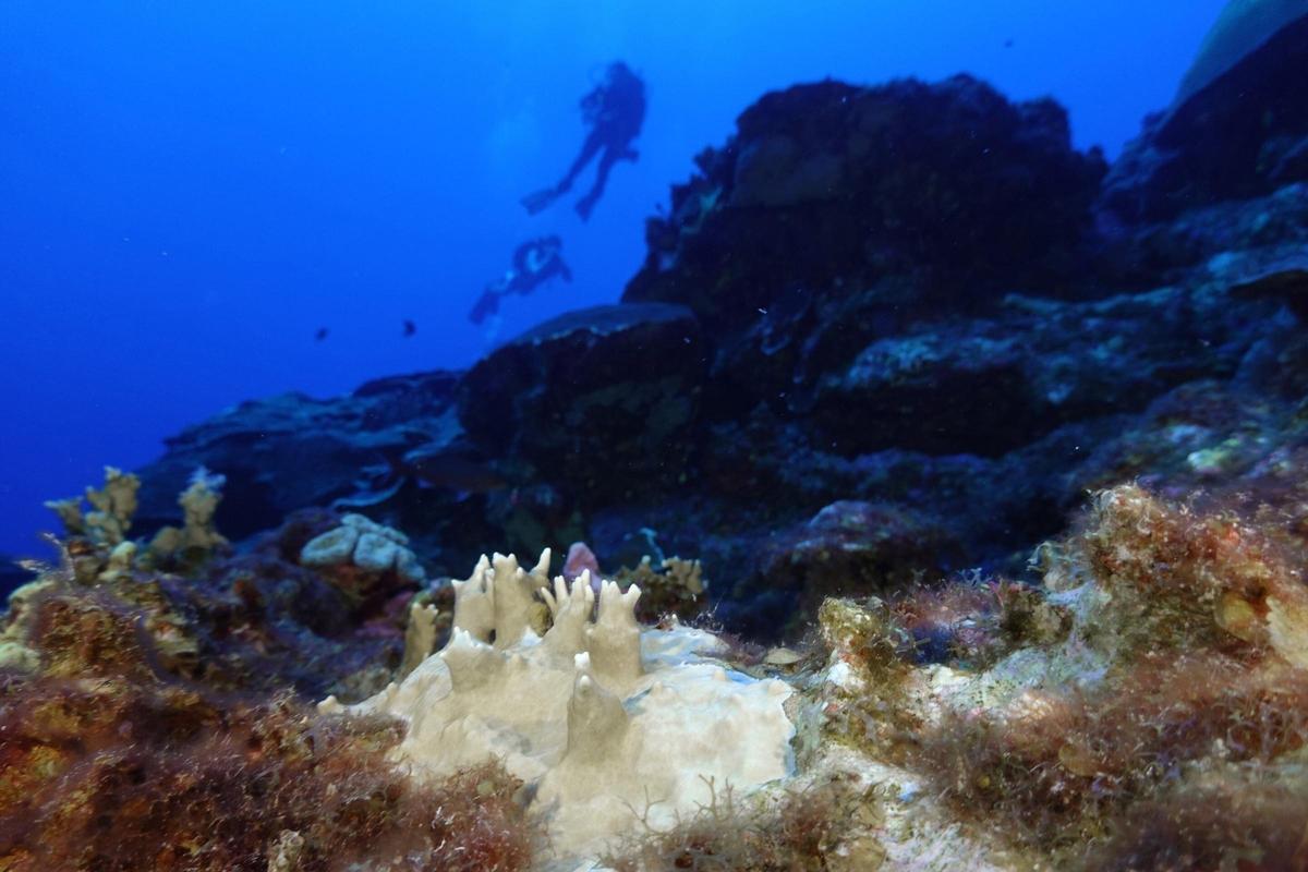 Coral blanqueado en el Santuario Marino Nacional Flower Garden Banks, frente a la costa de Galveston, Texas.