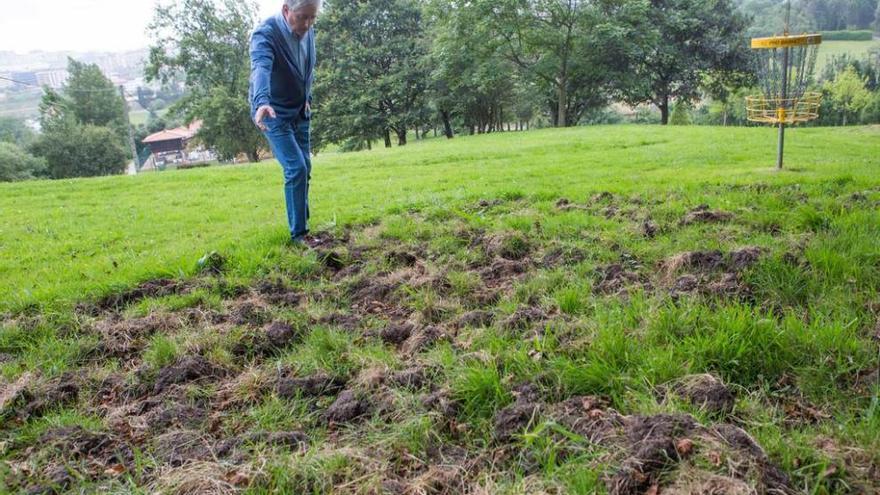 Avelino Martínez señala la zona dañada recientemente por los jabalíes.