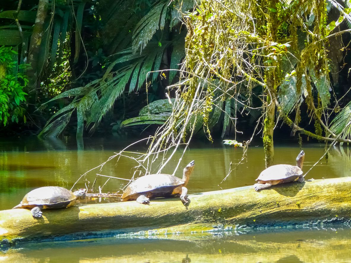 Parque Nacional Tortuguero.