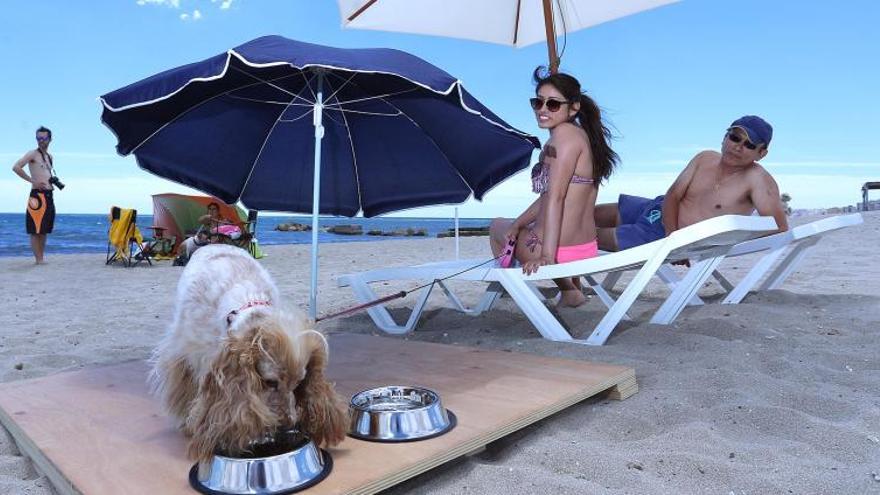 Universal graba en la playa de perros de Alicante el spot para España de &#039;Mascotas&#039;