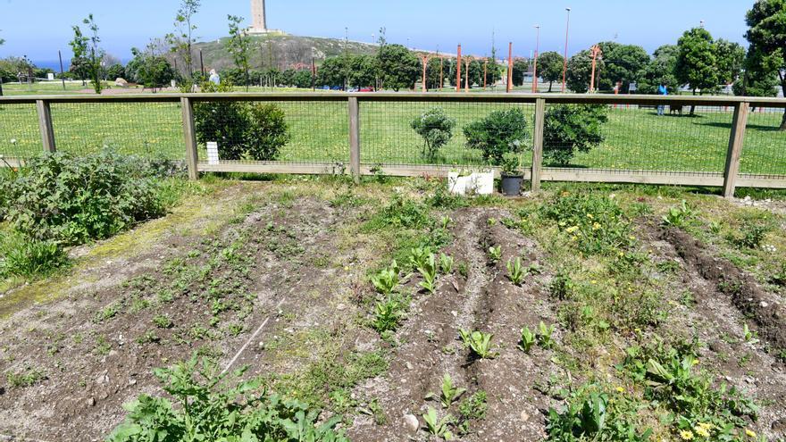 El Concello creará 87 huertas urbanas en el parque Adolfo Suárez, con agua y un almacén auxiliar