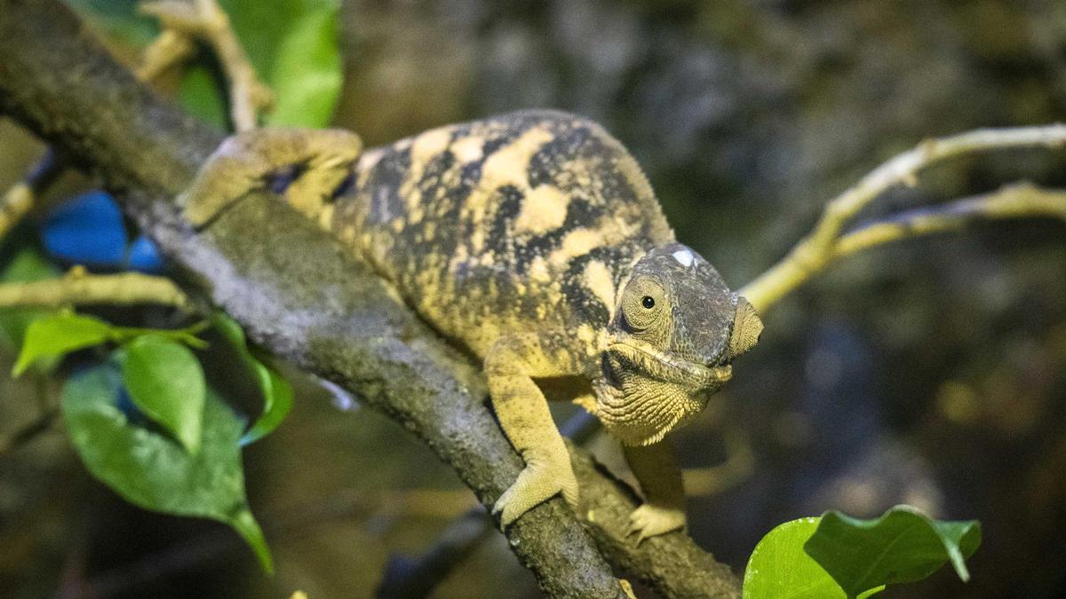 Bioparc recibe nuevos camaleones pantera