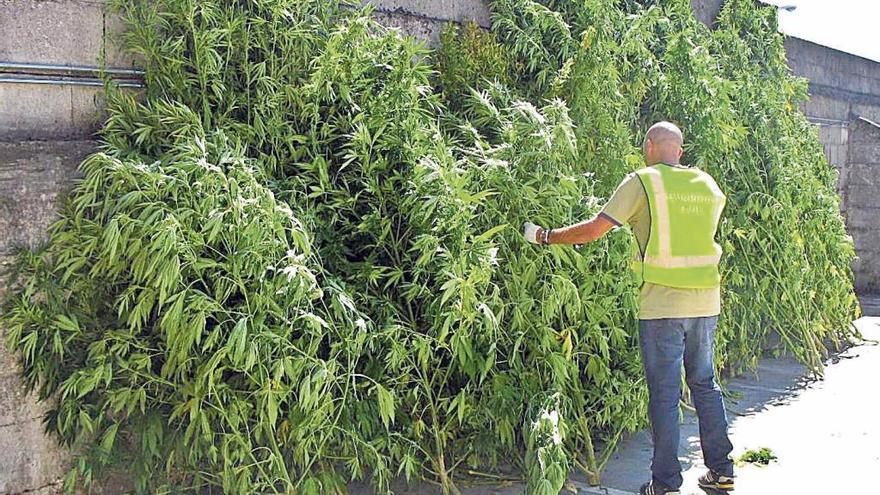 Un agente examina una plantación de marihuana incautada.