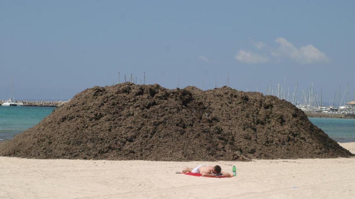 So viel Seegras wie hier auf einem Archivbild aus Can Pastilla dürfte an der Playa de Muro derzeit nicht liegen.