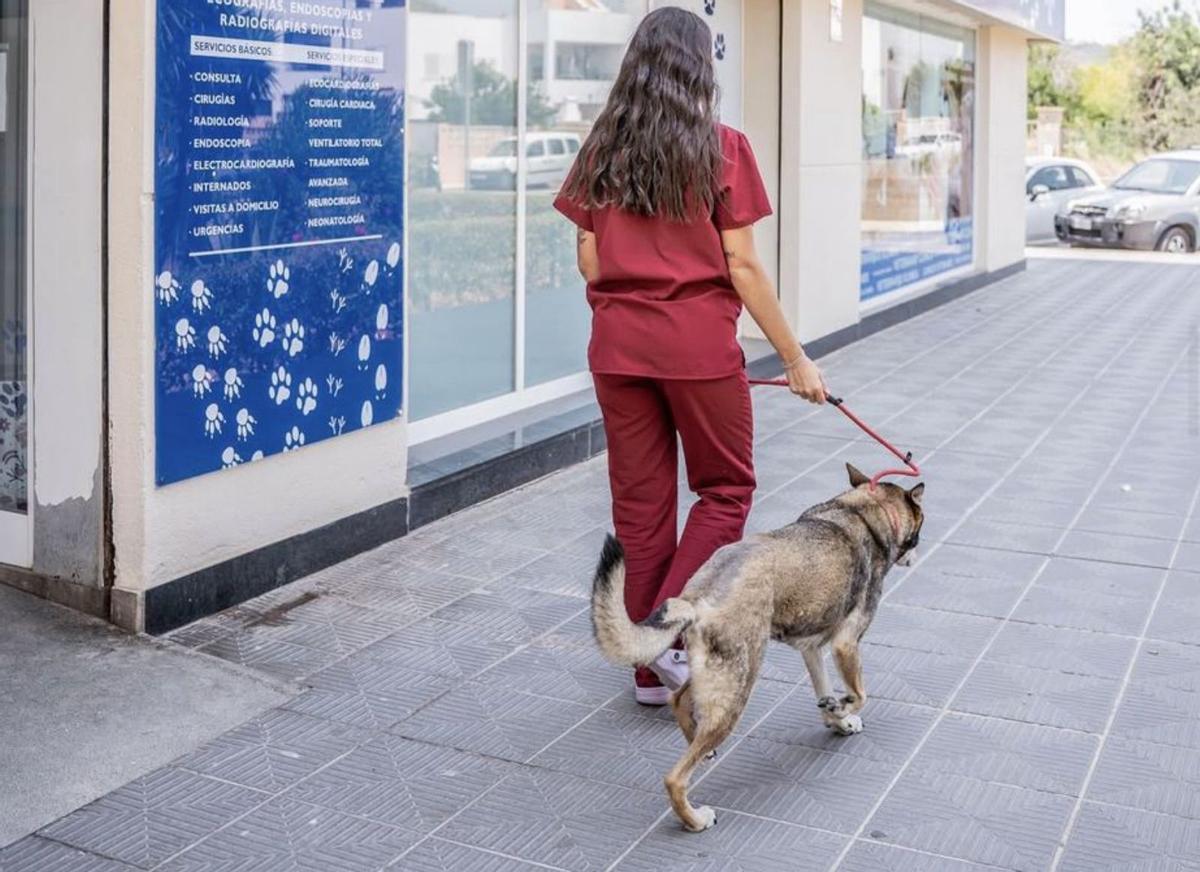 Los perros hospitalizados salen a pasear si su condición lo permite.