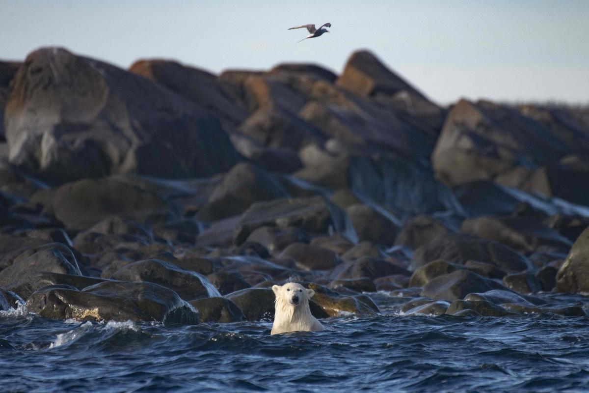 Así viven los osos polares en Hudson Bay, cerca de Churchill (Canadá).