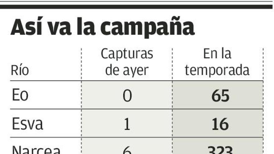 Se supera el millar de salmones con los 25 sacados ayer