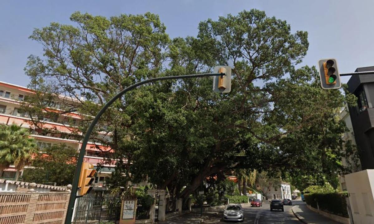 El ficus de Bellavista, más valioso que los de la Alameda.