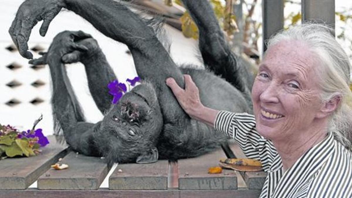 La primatóloga británica Jane Goodall, junto a un chimpancé del zoo de Brazzaville, en la República del Congo.