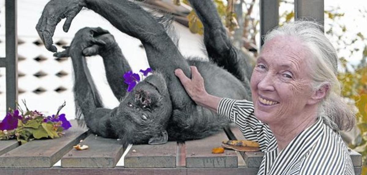 La primatòloga britànica Jane Goodall, amb un ximpanzé del zoo de Brazzaville, a la República del Congo.