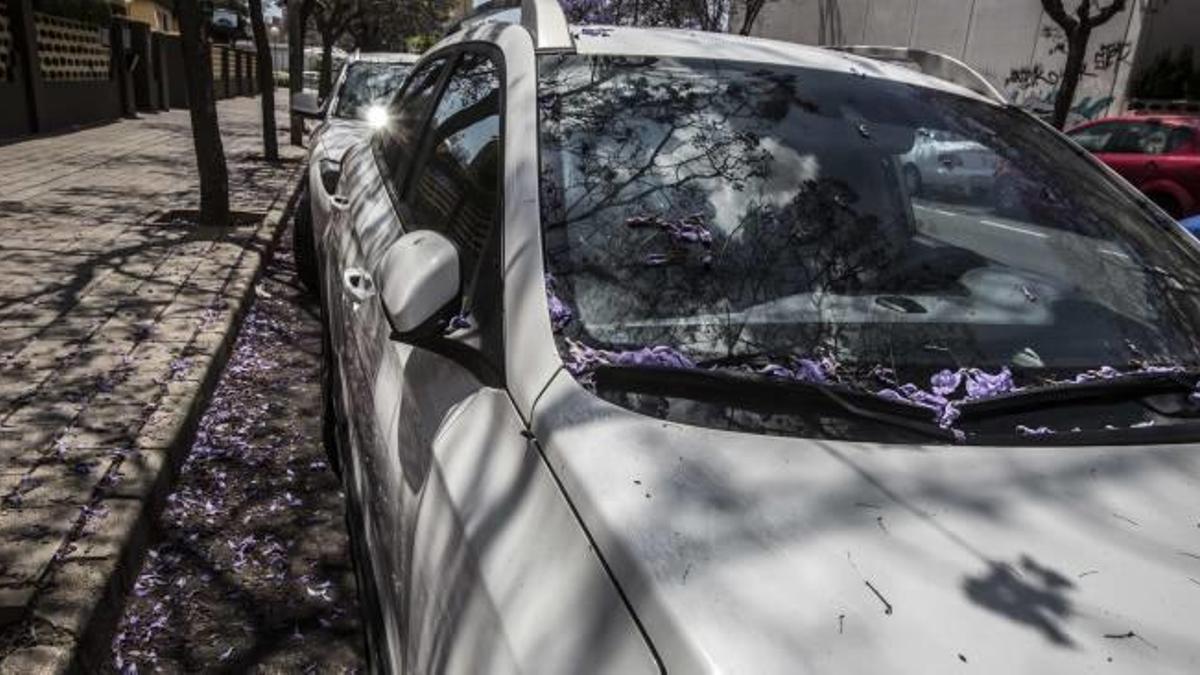 La jacaranda es una pesadilla para los conductores y los transeúntes en Alicante.