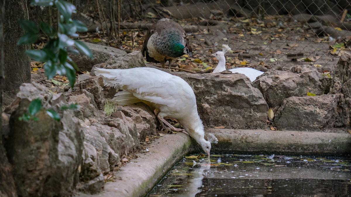 Tres pavos en Castelar.