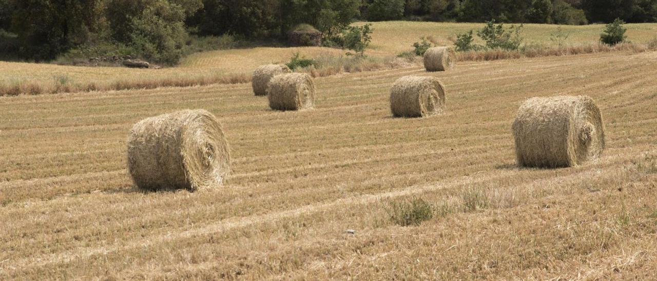 Un cultiu afectat per la sequera i la calor de les últimes setmanes a la regió central | OSCAR BAYONA